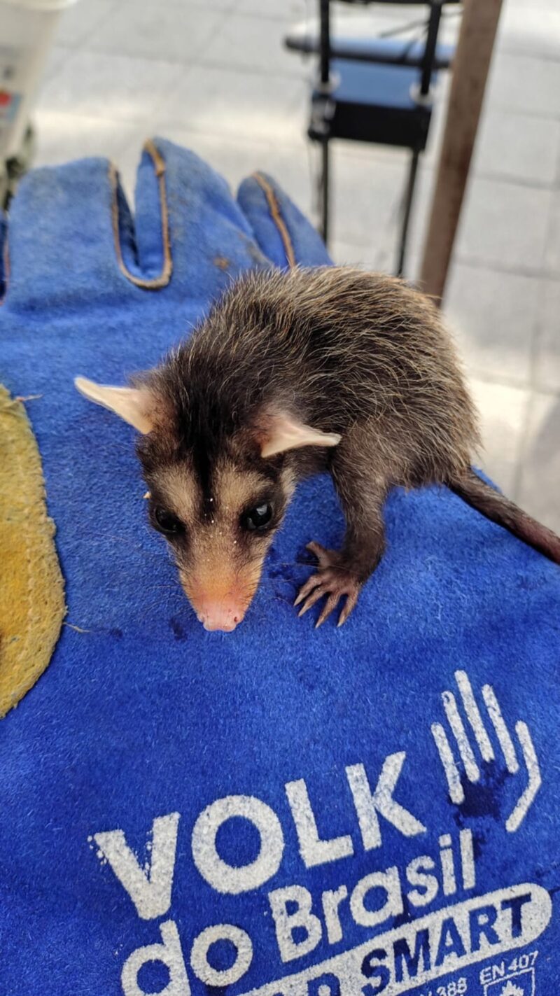 Pequenos guardiões da natureza: gambás encontram proteção na Guarda Municipal de Niterói 